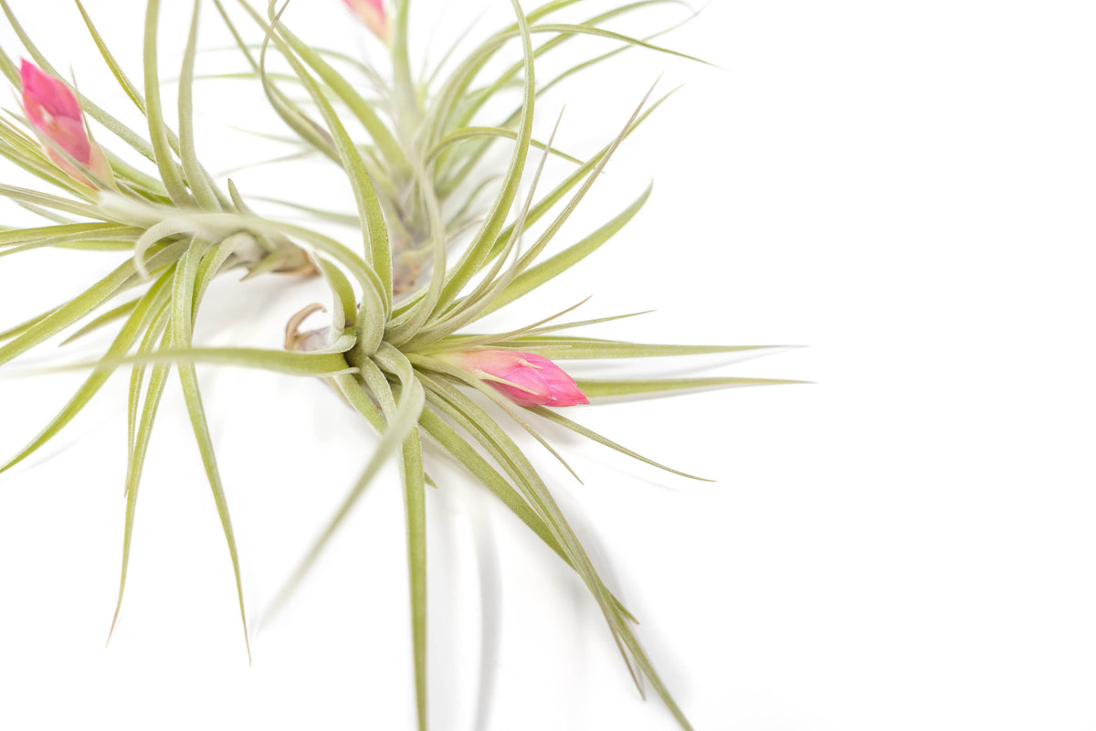 Tillandsia Stricta Hybrid Air Plants