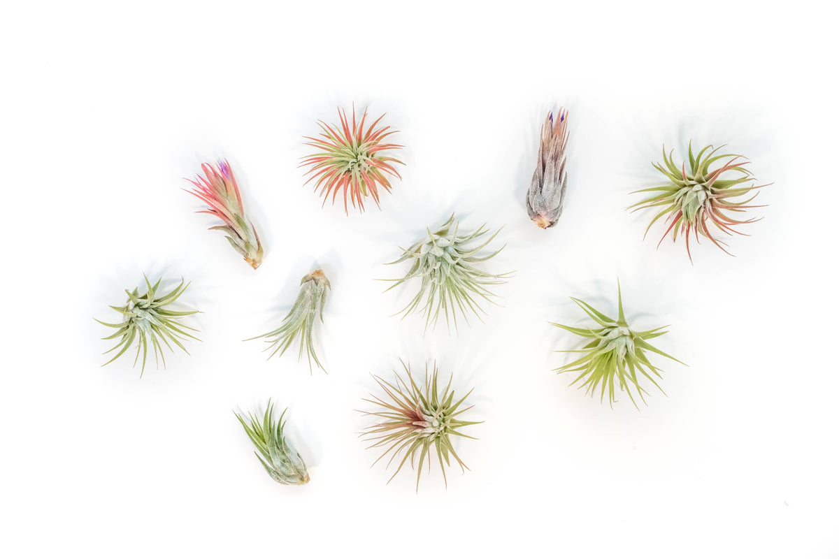 Assorted Tillandsia Ionantha Air Plants (24)