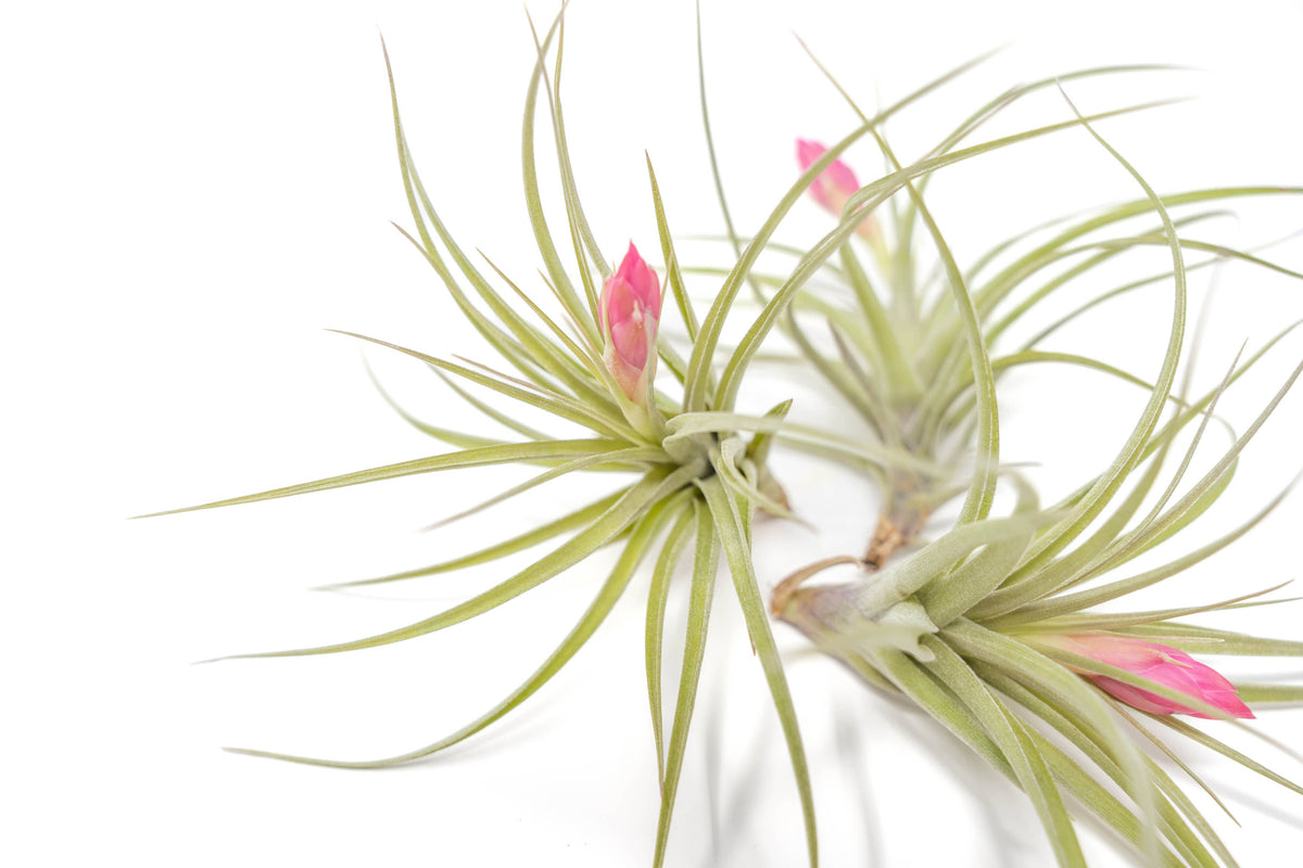 Tillandsia Stricta Hybrid Air Plants