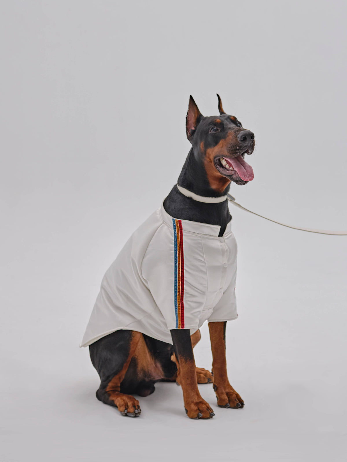 Pet Velvet Striped Jacket: L