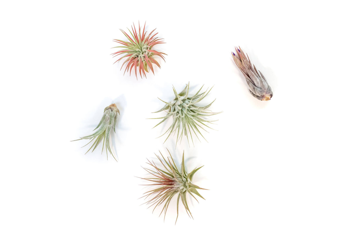 Assorted Tillandsia Ionantha Air Plants (24)