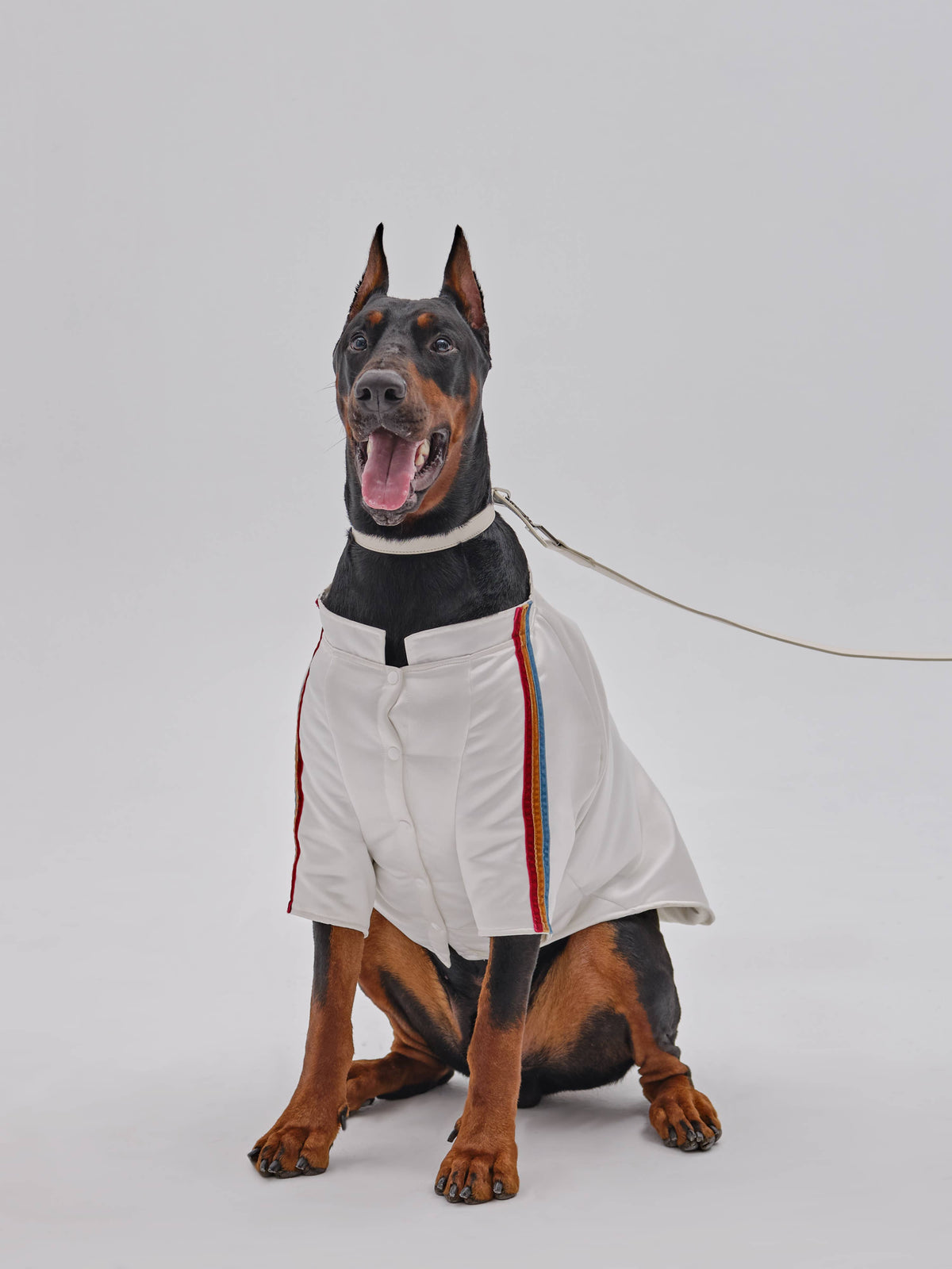 Pet Velvet Striped Jacket: L